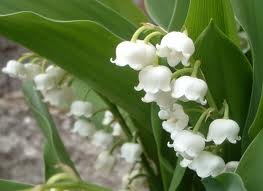 000 Muguet-porte-bonheur